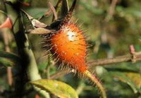 fruiting branch of Rosa laevigata Michx with a small orange-colored mature fruit and green leaves growing on branch