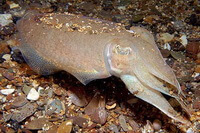 an inkfish of Sepia andreana Steenstrup swims along sands.