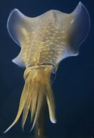 a brownish inkfish of Sepia esculenta Hoyle swims in water.
