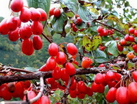 red fruit berries of Cornus officinalis Sieb. et Zucc. grow on its branches