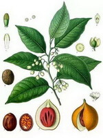 a colorful drawing of Myristica fragrans Houtt.,green stem and leaves,brownish fruits and kernels,flowers