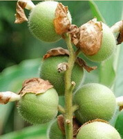 several unmature green fruits of Myristica fragrans Houtt. grow on green stems