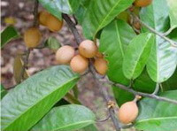 fruiting branch of Myristica fragrans Houtt. with yellow fruits and green leaves