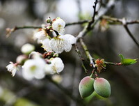 small flowers and unmature green fruits of Prunus mume Sieb.et Zucc. grow on small twigs and branches