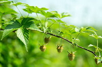 fruiting branch of Rubus chingii Hu with several green pendulous unmature fruits hanging on branch,and green leaves