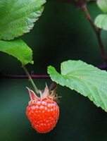 fruiting branch of Rubus chingii Hu with a red mature berry and green leaves