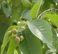 fruiting tree of Terminalia chebula Retz with green unmature fruits hanging on branch tip,and many green leaves grow in sunny field