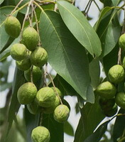 fruiting tree of Terminalia chebula Retz with many green fruits grow in sunny days
