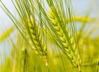 plants of Triticum aestivum L. with greenish yellow fruit spikes grow in sunny field