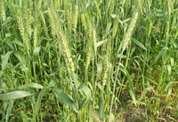 plants of Triticum aestivum L. with fruit spikes grow in field
