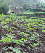 Angelica sinensis seedlings with green leaves grow in a mountain field