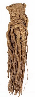 a khaki brownish whole root of Angelica Sinensis