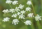 many small white composite umbel of Angelica sinensis Oliv.Diels grow on a branch