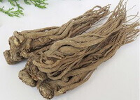 several khaki cultivated whole root of Chinese Angelica root are piled together orderly