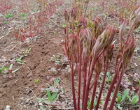 reddish seedlings of Paeonia lactiflora Pall grow in a field