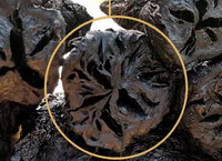 blackish herb slices of Prepared Rehmannia Root are piled together