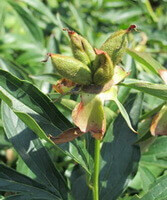 flowering plant of Paeonia lactiflora Pall.var.trichocarpa Bunge Stern. grow in sunny field