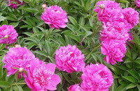 flowering plant of Paeonia lactiflora Pall. with many pink flowers grow in sunny field