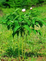 three flowering plants of Paeonia lactiflora Pall with two small flowers grow in grass field