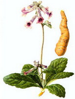 a colorful drawing of Rehmannia glutinosa Libosch,flowering plant,green leaves and pendulous pink flowers,and tuberous root