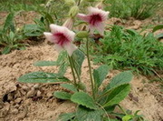 two flowering plants of Rehmannia glutinosa Libosch. with pink pendulous flowers grow in arid field