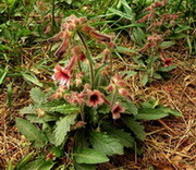 flowering plants of Rehmannia glutinosa Libosch. with pendulous reddish flowers and green leaves grow in field