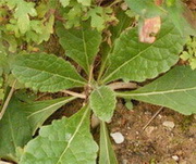 shrubs of Rehmannia glutinosa Libosch. with green leaves grow in field