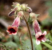 reddish pendulous flowers and buds of Rehmannia glutinosa Libosch.