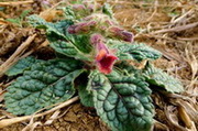 flowering plant of Rehmannia glutinosa Libosch. with small reddish flowers grow in field
