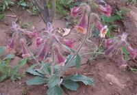 flowering plants of Rehmannia glutinosa Libosch with many pink reddish pendulous flowers grow in field