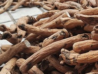 many brownish cultivated taproot segments of White Peony Root