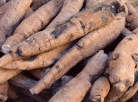 brownish wild root of White Peony Hang Bai Shao are piled together