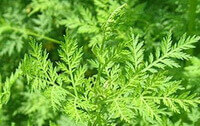 Artemisia annua