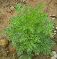 a shrub of Artemisia annua grows in field