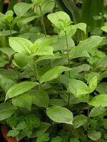 growing plants of Cynanchum atratum Bunge with green leaves