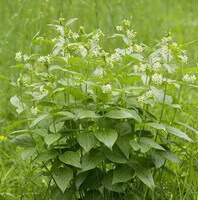 flowering plants of Cynanchum atratum Bunge with small white flowers.