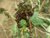flowering plant of Cynanchum versicolor Bunge with purple flowers