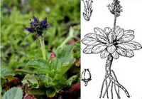 plant and drawing of Picrorhiza scrophulariiflora Pennell