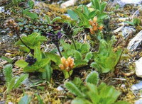 flowering plants of Picrorhiza scrophulariiflora Pennell with yellow flowers