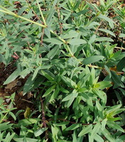 Stellaria dichotoma