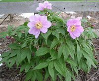 a flowering plant of Paeonia mairei Levl with three pink flowers