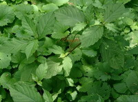 plants of Achyranthes aspera var. indica. grow in a shady place