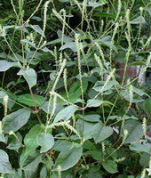 flowering plants of Achyranthes bidentata Blume grow in field with small white flowers