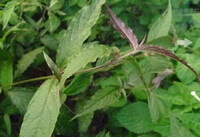 shrubs of Achyranthes longifolia Makino with green and purple leaves