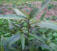 shrubs of Achyranthes longifolia Makino. grow in field