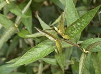 fresh shrubs of Achyranthes longifolia Makino.