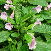 flowering plants of Baphicacanthus cusia Nees Bremek with pink flowers and green leaves