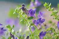 flowering plant of Barbated Skullcap Herb