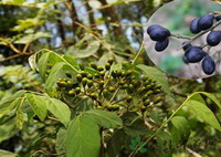 fruiting tree of Brucea javanica L.Merr. with green fruits and mature purple fruits