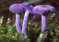 three purplish mushrooms of Calvatia lilacina Mont.et Berk.Lloyd grow in grass
